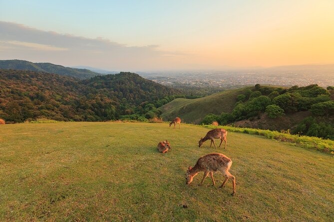 Best of Kyoto and Nara Highlights Day Tour from Osaka (7~9 spots) - Price and tickets: what your $55.17 actually buys you