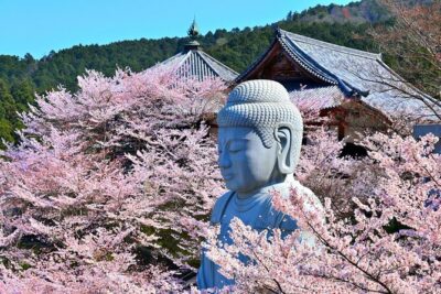 Cherry Blossom Buddha and Mt.Yoshino with Strawberry Picking Tour - Price and what you’re really paying for ($114.02)