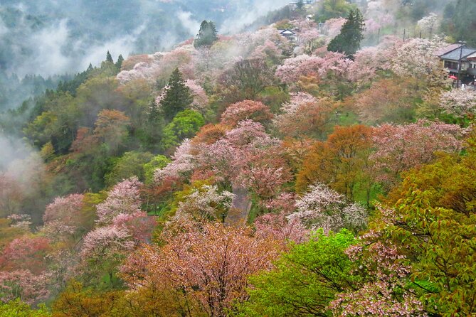 Cherry Blossom Buddha and Mt.Yoshino with Strawberry Picking Tour - Stop 1: Asuka-mura strawberry picking (and how to make 30 minutes count)
