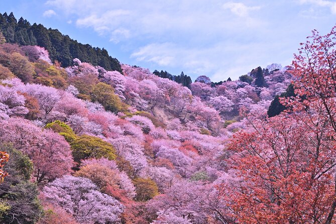 Cherry Blossom Buddha and Mt.Yoshino with Strawberry Picking Tour - Stop 2: Tsubosakaji Temple and the Great Cherry Blossom Buddha
