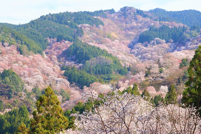 Cherry Blossom Buddha and Mt.Yoshino with Strawberry Picking Tour - Stop 4: Roadside Station Katsuragi for snacks and souvenirs