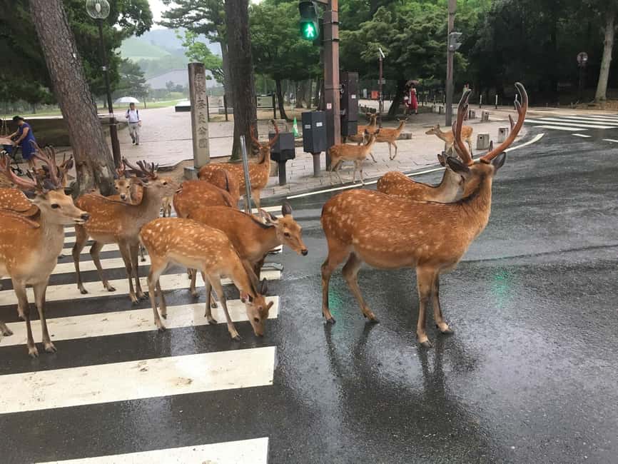 From Kyoto or Osaka: Kyoto Highlights & Nara Park Day Trip - Key things to know before you go