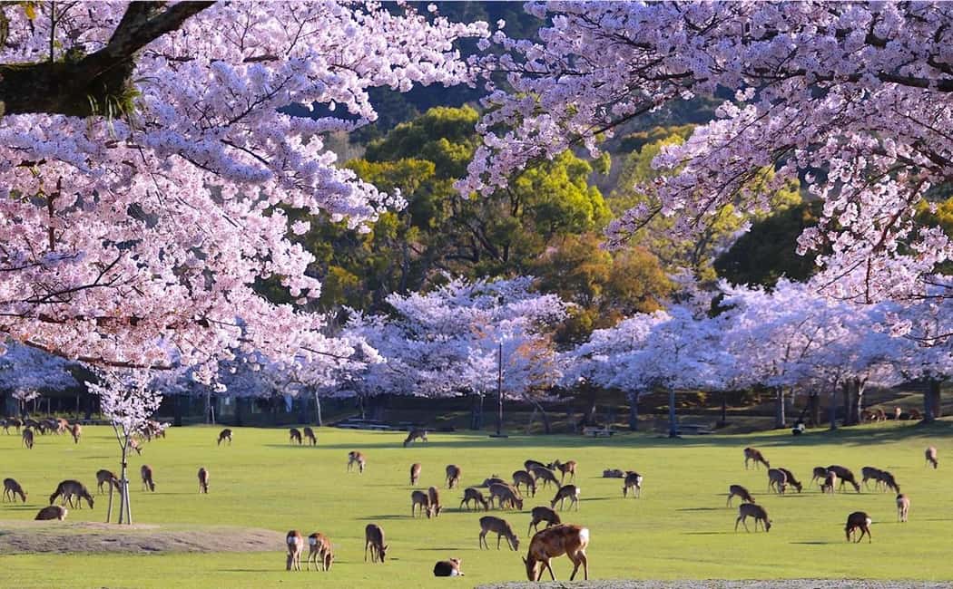From Kyoto or Osaka: Kyoto Highlights & Nara Park Day Trip - How This 10-Hour Kyoto and Nara Route Really Works