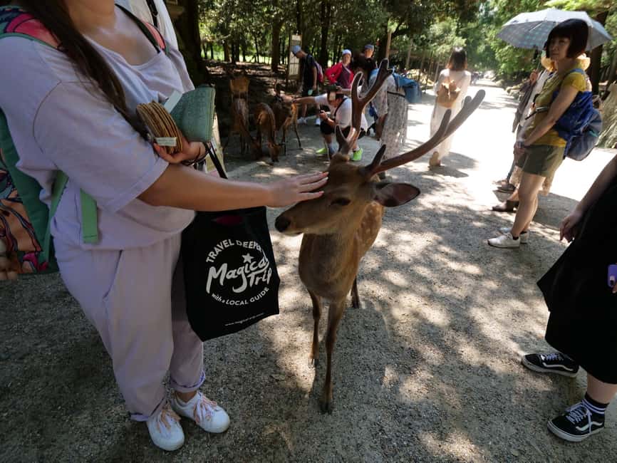 From Kyoto or Osaka: Kyoto Highlights & Nara Park Day Trip - Nara Park Deer Time, Red Leaves, and the Todaiji Temple Option