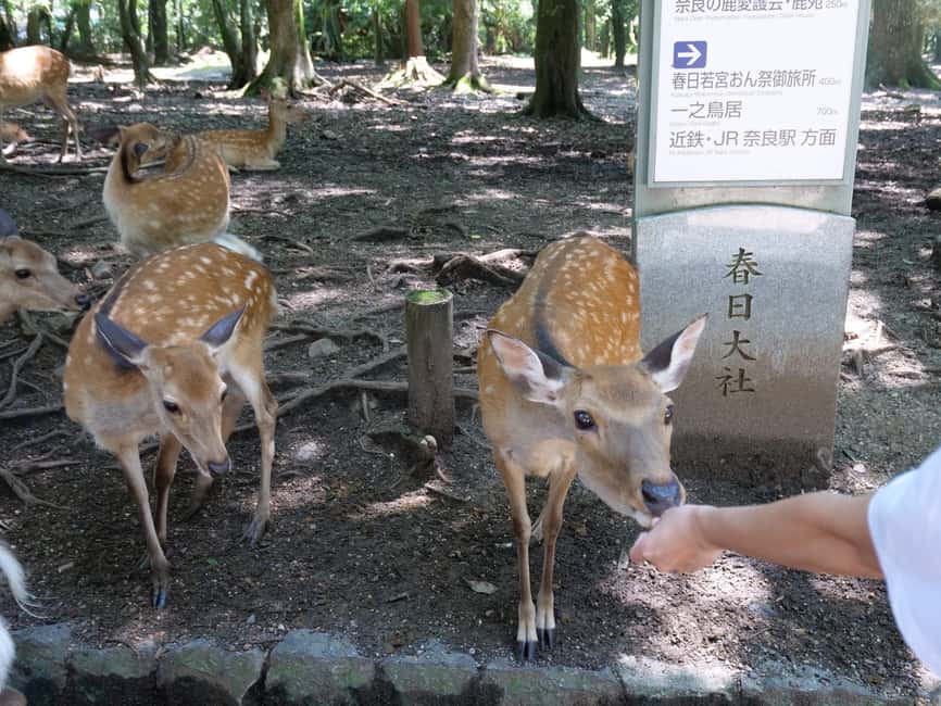 From Kyoto or Osaka: Kyoto Highlights & Nara Park Day Trip - Kinkakuji’s Zen Quiet: Why This Stop Feels Different