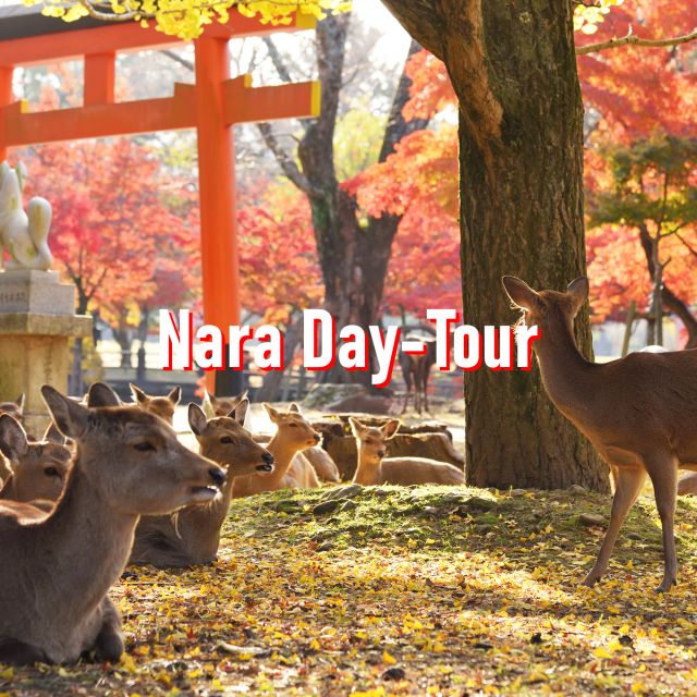 From Osaka: 10-hour Private Customized Tour to Nara - Why this private Nara car day feels different from public transport