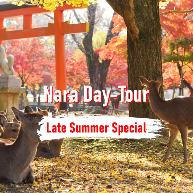 From Osaka: 10-hour Private Customized Tour to Nara - Nara Park and Todai-ji: the big Buddha and the deer energy