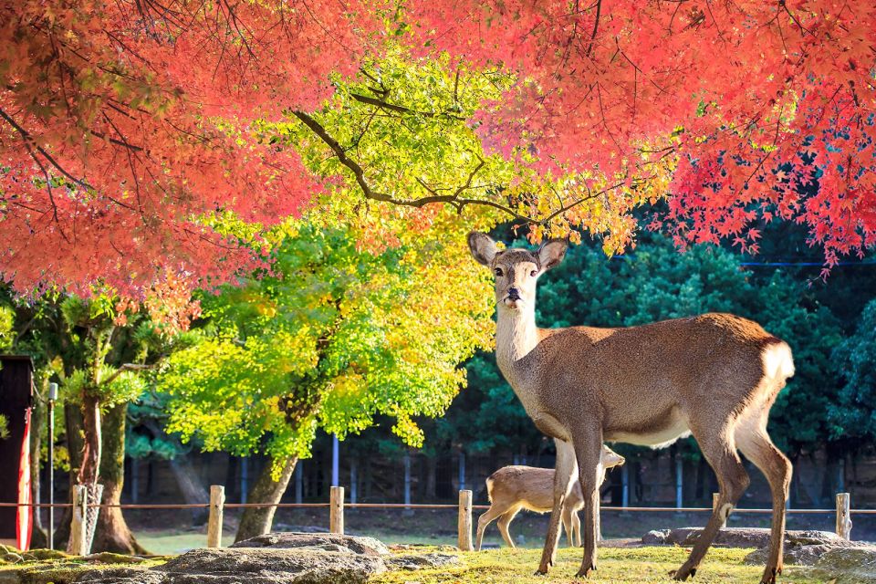 From Osaka: 10-hour Private Customized Tour to Nara - Who should book this Osaka to Nara private car tour