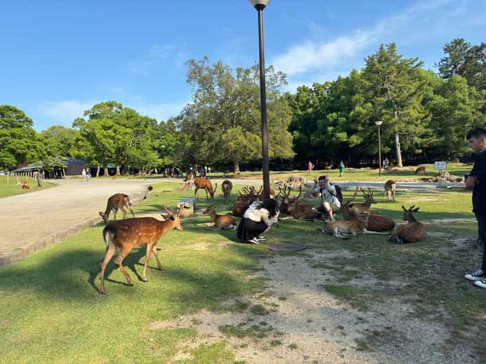 From Osaka/Kyoto: Nara One Day Private Tour - Why Nara Works Best as a Private Day Trip