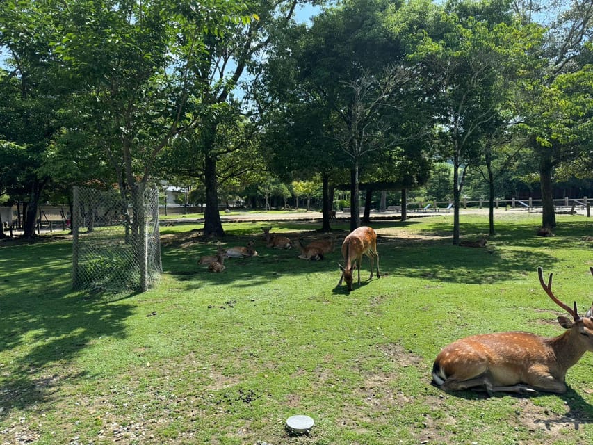 From Osaka/Kyoto: Nara One Day Private Tour - Heijo Palace Site Museum photo stop: quick, useful context