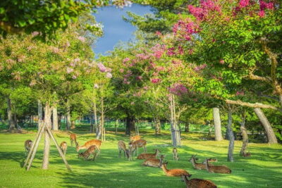 From Osaka or Kyoto: Kyoto and Nara 1-Day Bus Tour - Nara Park and Todai-ji: deer, giant Buddha, and the “optional” reality