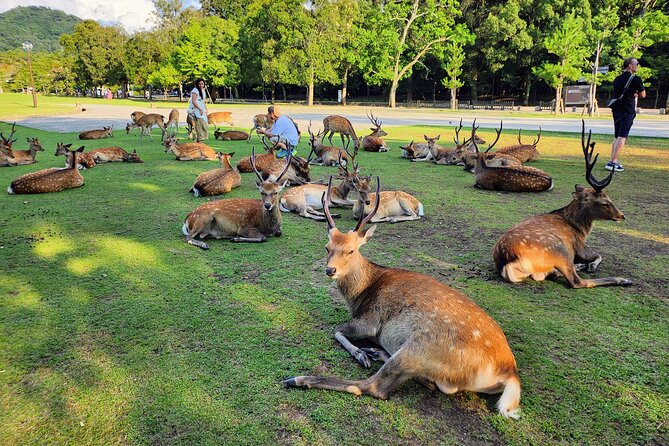 Full Day Guided Tour to Nara from Osaka by Van - Nanen-do: a quieter stop after lunch