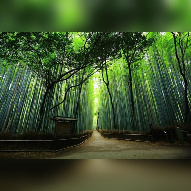 Full day Highlights destination of Kyoto with Hotel Pickup - Key Takeaways Before You Go