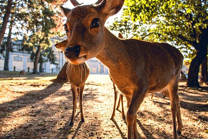Kyoto and Nara Day Tour From Osaka with Deer Sightings - Who this tour fits best (and who might want a different plan)