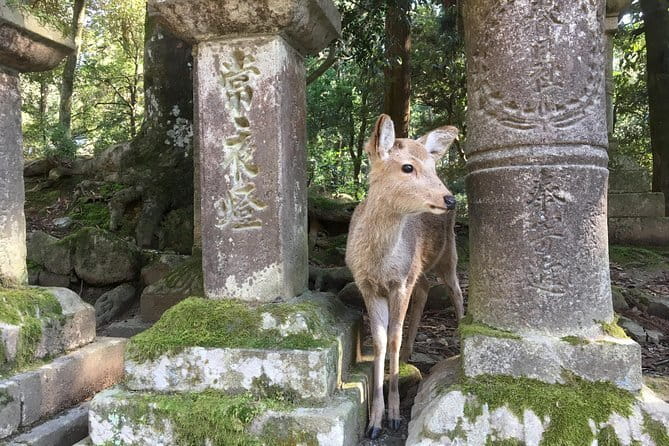 Kyoto & Nara Private customized tour with English speaking Guide - Arashiyama Bamboo Grove: a short stop that still feels memorable