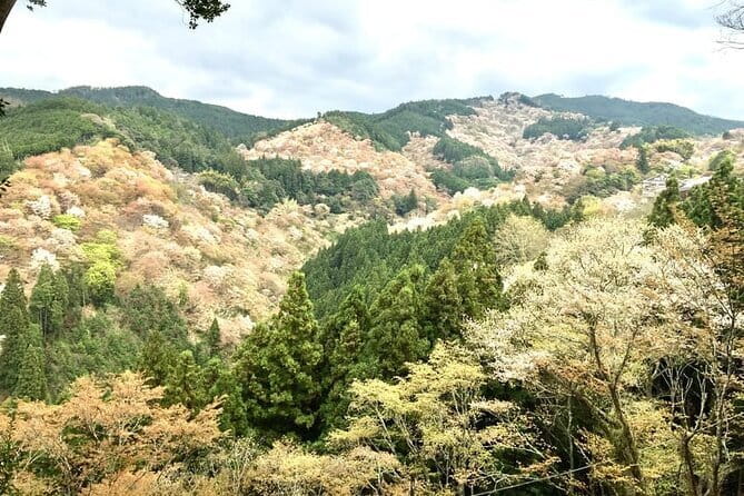 Kyoto One Day Sightseeing Tour from Osaka or Kyoto - Arashiyama: A Nature-and-Temples Loop in the Western Hills