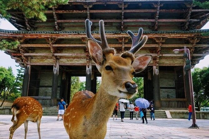 Luxury Classic Kyoto Day Tour - Private Customized Car Tour - Stop 4: Kiyomizu-dera—UNESCO views and the famous stage