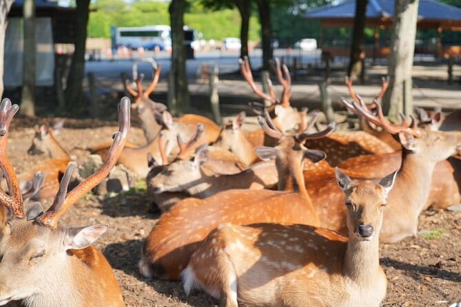 Nara Early Morning Tour (Osaka Departure Option) - Key highlights at a glance
