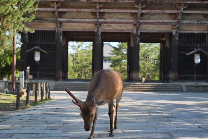 Nara Early Morning Tour (Osaka Departure Option) - Why the early Nara start from Osaka is the smart move