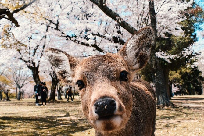 Nara : Private Day Walking Tour (From Osaka/Kyoto Possible) - Key highlights you can bank on