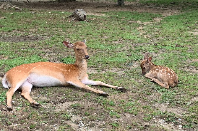 Nara private tour (Shore excursion available from Osaka or Kobe port) - Key things that make this Nara tour work