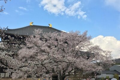 Nara private tour (Shore excursion available from Osaka or Kobe port) - Pickup from Osaka or Kobe: the part that saves your whole day