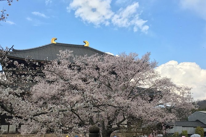 Nara private tour (Shore excursion available from Osaka or Kobe port) - Pickup from Osaka or Kobe: the part that saves your whole day