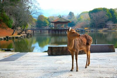 Nara Private Tour with Pick and Drop and English Speaking Driver - Pickup and the English-speaking driver: how the day starts matters