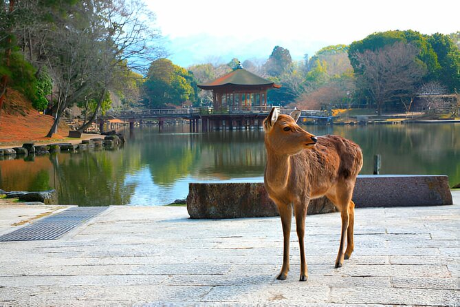 Nara Private Tour with Pick and Drop and English Speaking Driver - Pickup and the English-speaking driver: how the day starts matters