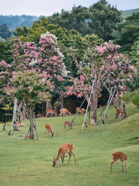 Osaka and Nara Customized Private tour with English Driver - Why Osaka and Nara Fit Best in One Private Day