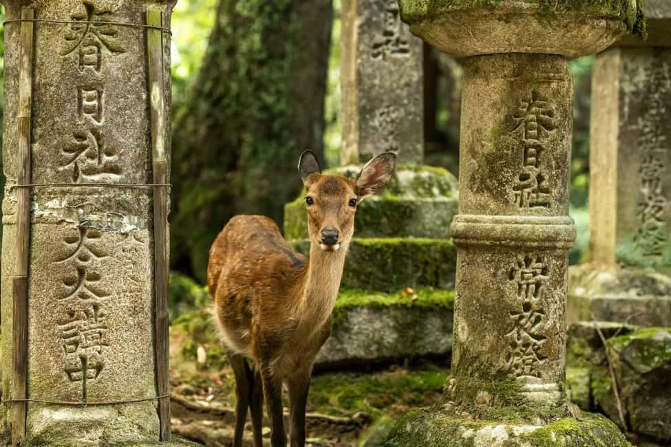 Osaka and Nara Customized Private tour with English Driver - Osaka Castle Park: start with a landmark you can actually explore