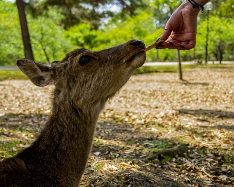 Osaka and Nara Customized Private tour with English Driver - Lunch break: use the free time to eat like locals