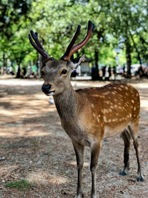 Osaka and Nara Customized Private tour with English Driver - Nara Park deer: the fun part, plus a few smart etiquette tips