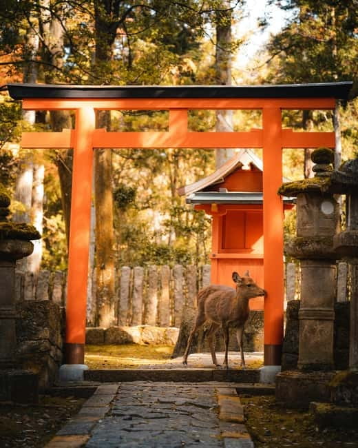 Osaka: Kyoto and Nara Private Day Trip - Key highlights worth getting excited about