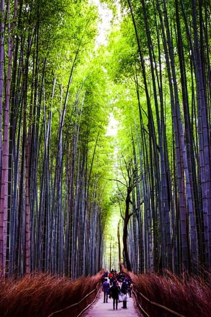 Osaka: Kyoto and Nara Private Day Trip - A private day trip that hits the Kyoto checklist without feeling rushed
