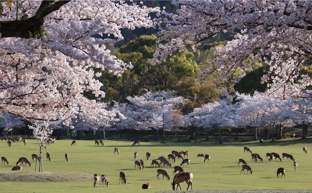 Osaka/Kyoto: Arashiyama, Nara Park, Fushimi Shrine Tour - Why this Osaka-to-Kyoto loop can feel like a win