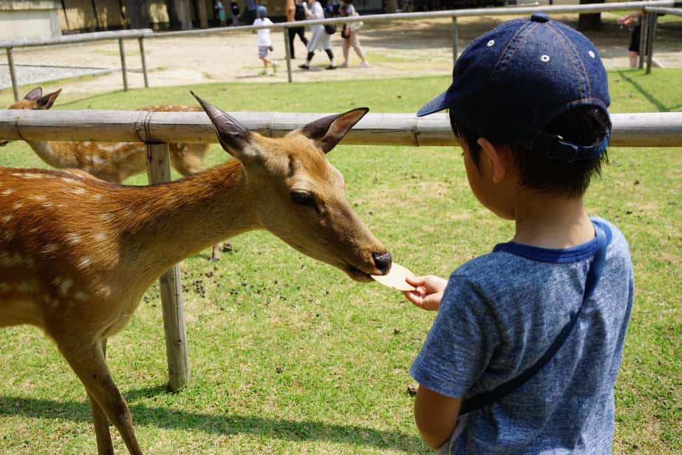 Osaka/Kyoto: Arashiyama, Nara Park, Fushimi Shrine Tour - Price and value: why $51 can be a good deal (or not)