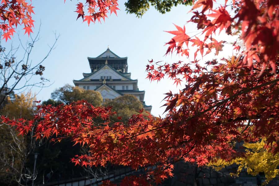 Osaka: Osaka Castle 3 hours Historical Walking Tour - Miraiza Osaka: Imperial Army HQ history in a very specific setting