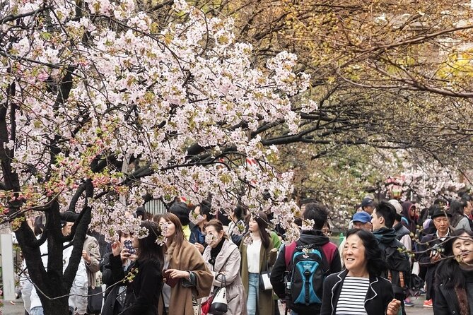Osaka Private Cherry Blossom Tour with a Local – Picnic Included - The Osaka Mint Bureau garden and its sakura variety angle