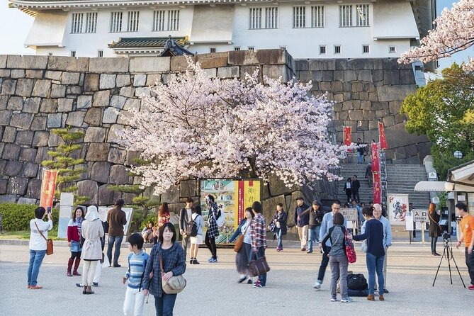 Osaka Private Cherry Blossom Tour with a Local – Picnic Included - Price and logistics: what $181.33 buys you, and what to plan for