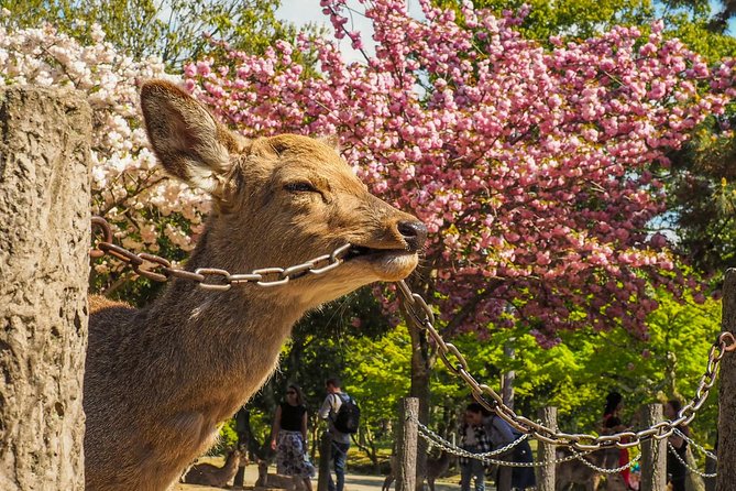 Osaka Private Cherry Blossom Tour with a Local – Picnic Included - Who this private hanami walk suits best