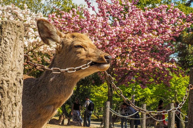 Osaka to Nara Day Trip with a Local – Private & Personalized - Why this Nara day trip beats DIY stress in one sentence