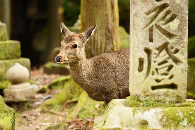 Osaka to Nara Day Trip with a Local – Private & Personalized - Kasuga Taisha: lanterns, Shinto roots, and forest paths