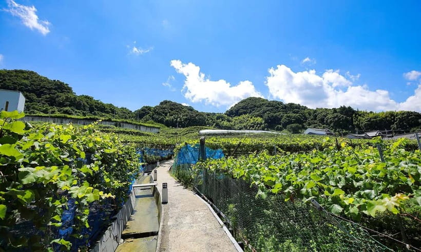 Osaka Winery Tour with Wine Tasting & Vineyard Walk - Who should book this tour (and who should skip it)
