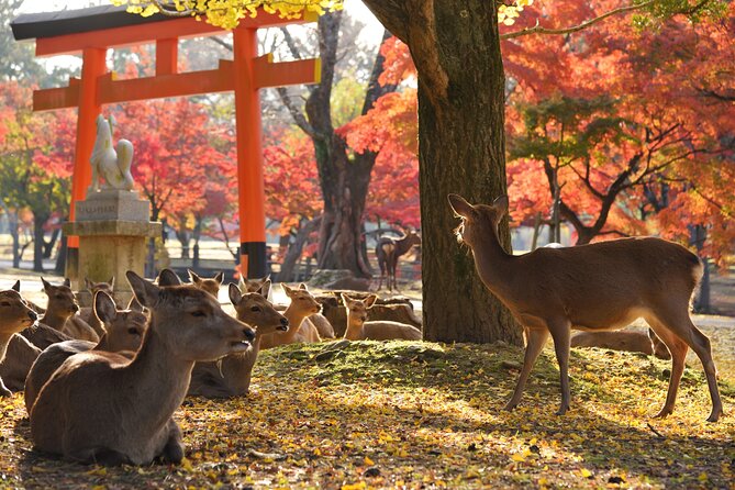 Private Nara Tour with Government Licensed Guide & Vehicle (Osaka Departure) - Key highlights that make this Nara day feel worth it