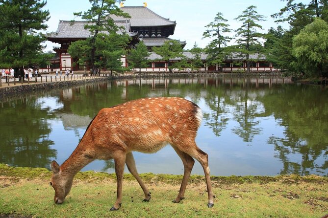 Private Tour to Nara from Osaka with English speaking Driver - Key points to know before you go