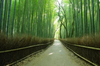 Sagano Romantic Train & Arashiyama, Kiyomizudera, Fushimi Inari Taisha Day Tour - Price and What You’re Actually Buying for $82.78