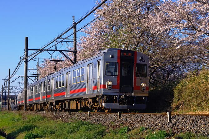 Sakura Magic and Nabana No Sato Day Tour From Osaka - Sakura Magic and Nabana no Sato from Osaka: the day in plain terms