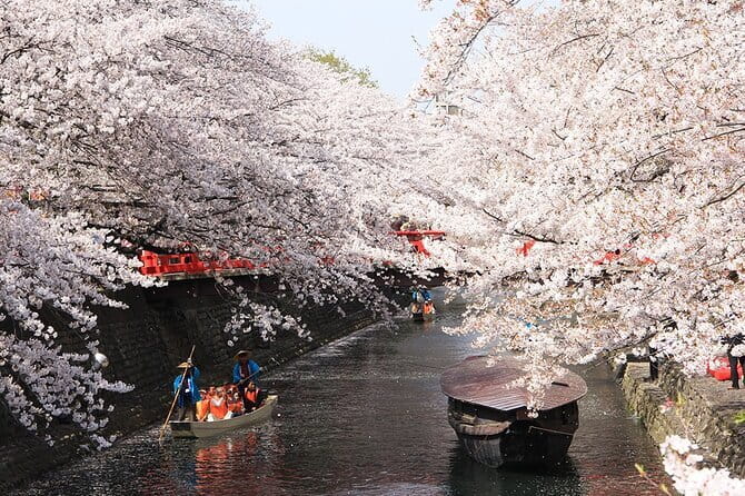 Sakura Magic and Nabana No Sato Day Tour From Osaka - Yoro-cho sakura tunnel train: a short ride with high impact photos